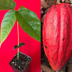 Red Pod Theobroma Cacao Cocoa Chocolate Tropical Fruit Tree Starter Potted Plant Seedling