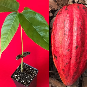 May include: A young cacao tree with green leaves growing in a black pot on a red background, next to a red cacao pod.