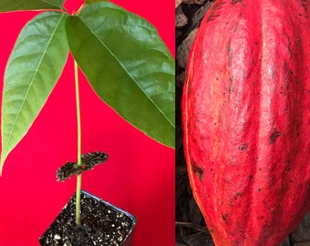 Red Pod Theobroma Cacao Cocoa Chocolate Tropical Fruit Tree Starter Potted Plant Seedling