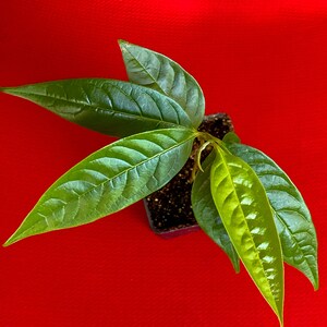 Red Custard Apple Annona Reticulata Potted Plant Tropical Tree image 5