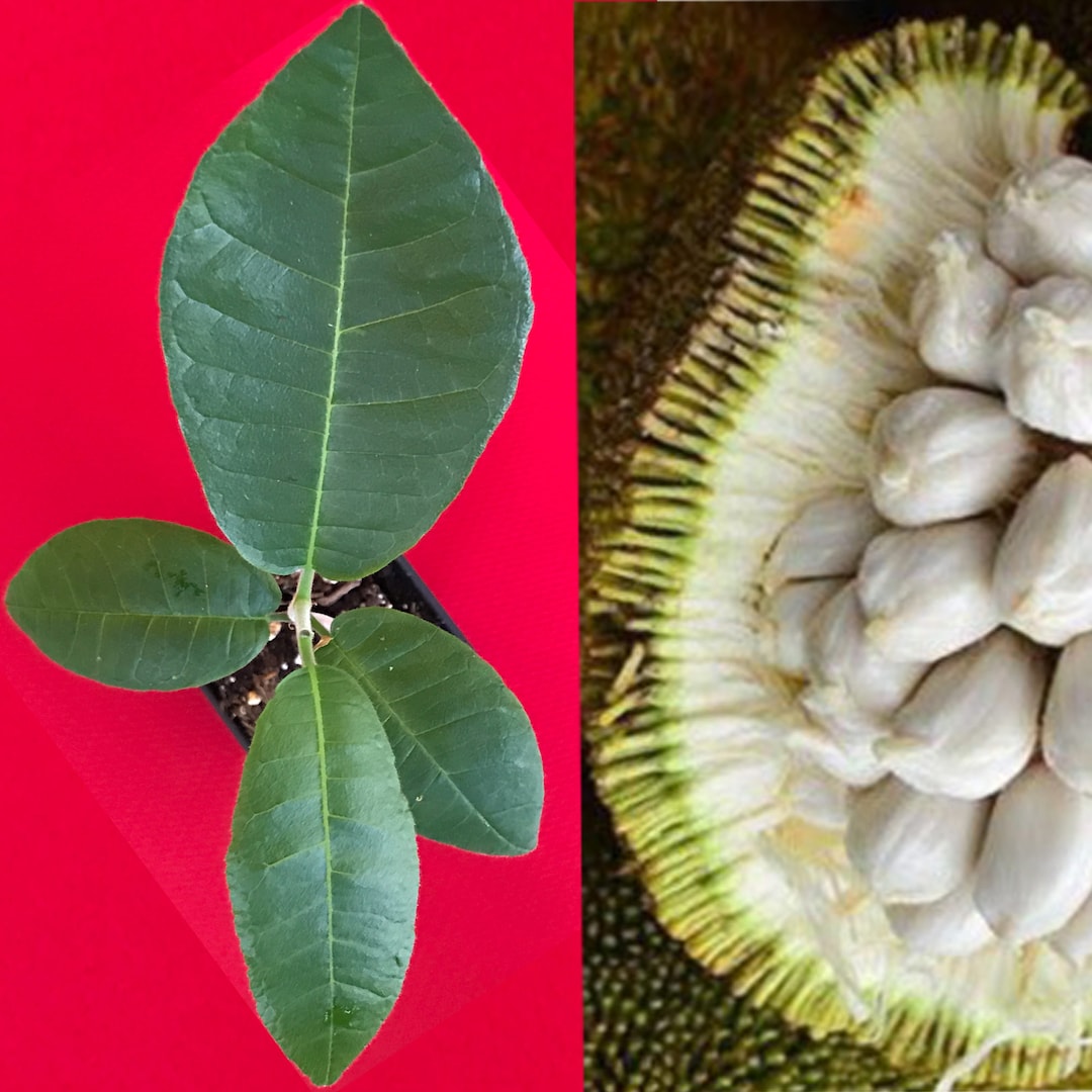 マラン苗 Marang, Artocarpus odoratissimus マラン苗 Marang, Artocarpus odoratissimus Artocarpus