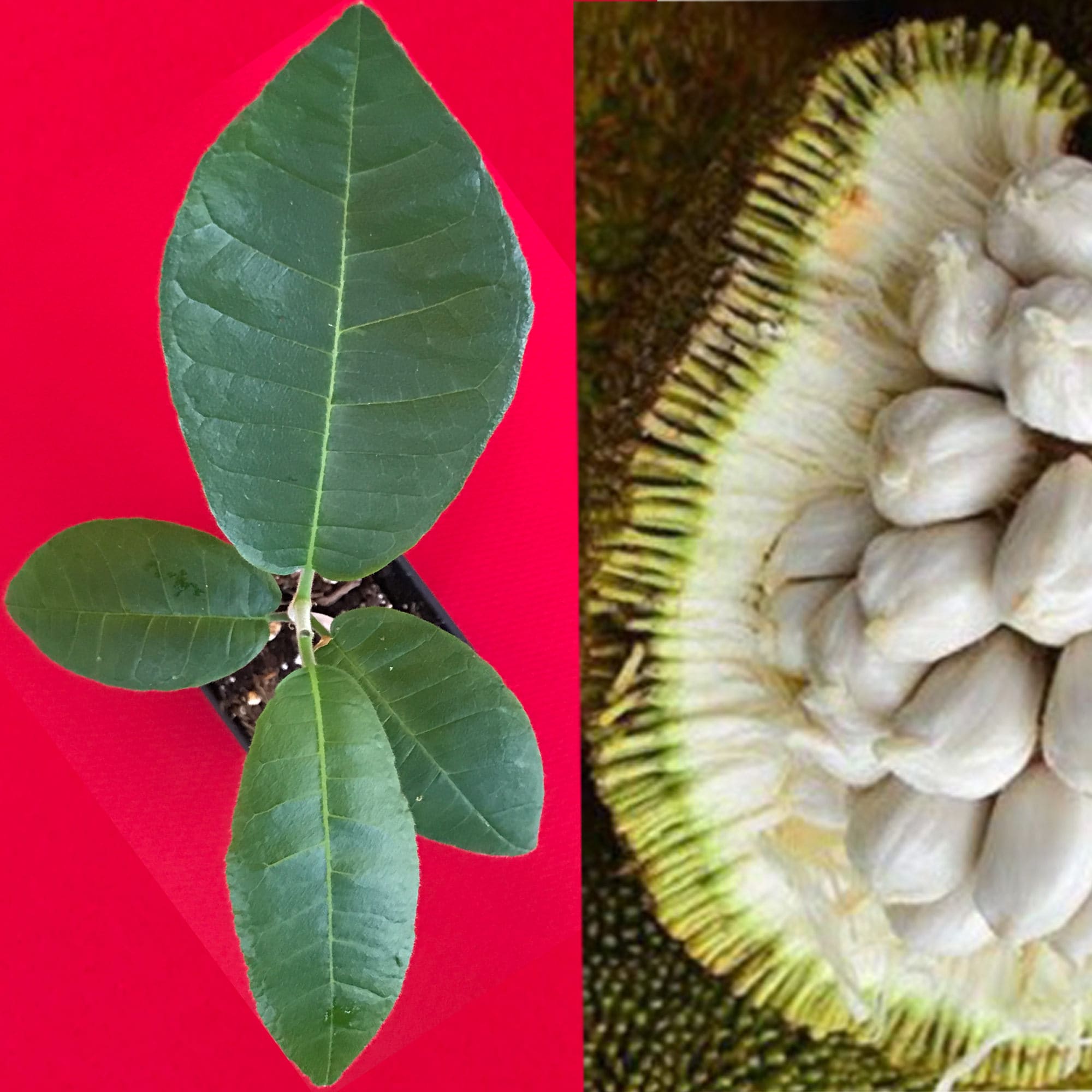 マラン苗 Marang, Artocarpus odoratissimus Marang Artocarpus Odoratissimus Terap Borneo Tropical Fruit