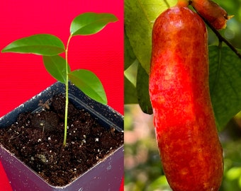 Fingersop Meiogyne cylindrocarpa Red Paipai Fruit Tropical Tree Plant RARE