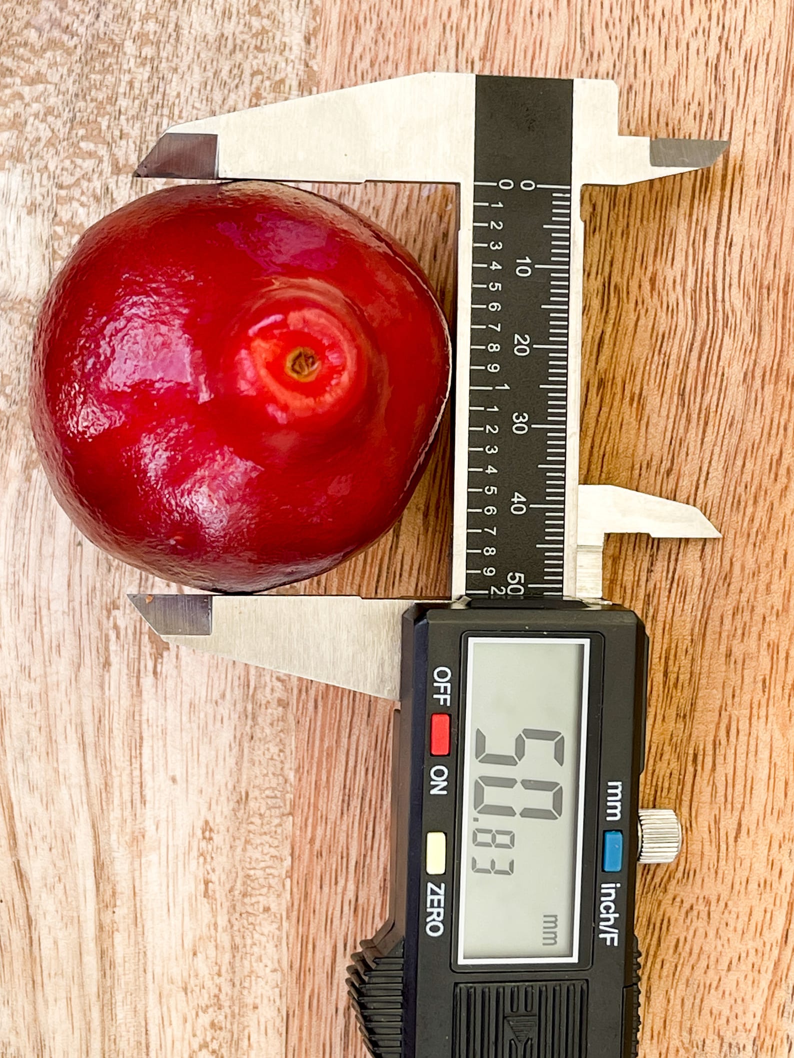 Purple Malay Apple Syzygium Malaccense Fruit Tree Starter Potted Plant ...