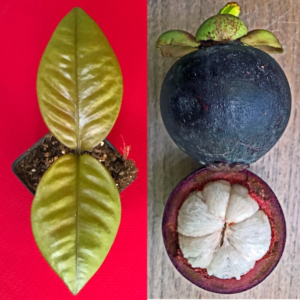 Purple Mangosteen Garcinia Mangostana Florida Tropical King Fruit Pot Tree Plant