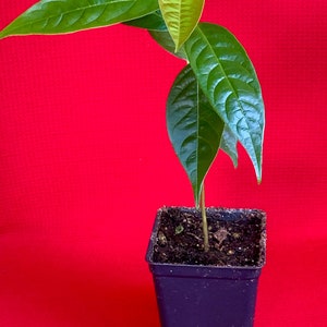 Red Custard Apple Annona Reticulata Potted Plant Tropical Tree image 4