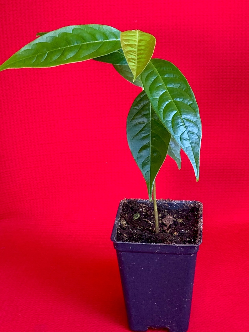 Red Custard Apple Annona Reticulata Potted Plant Tropical Tree image 4