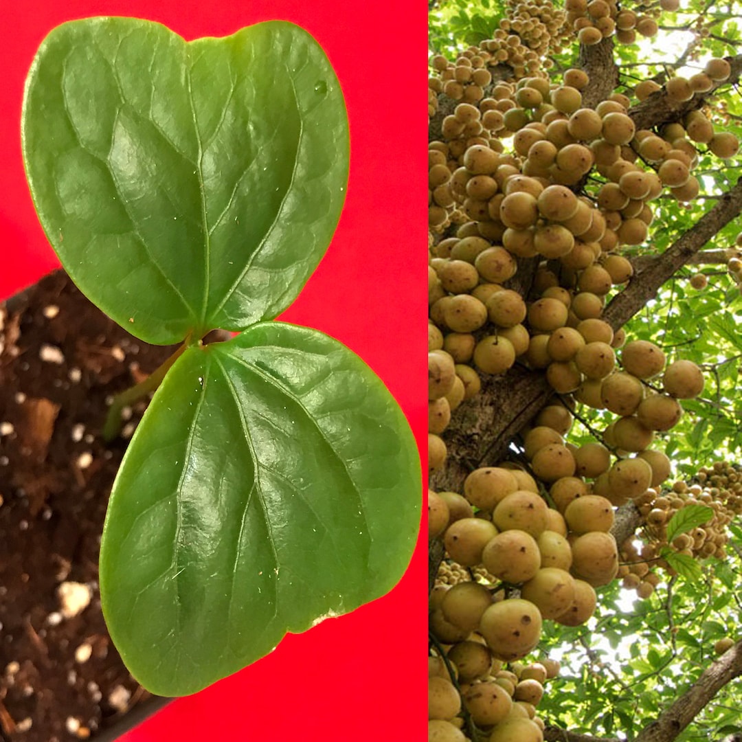 Burmese Grape Baccaurea Ramiflora Mafai Latkon Tropical Fruit Potted ...