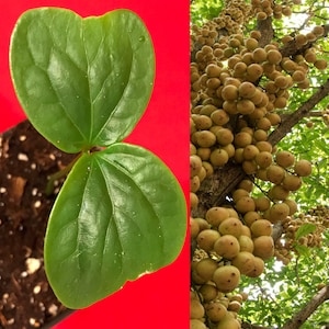 Burmese Grape Plant - Etsy