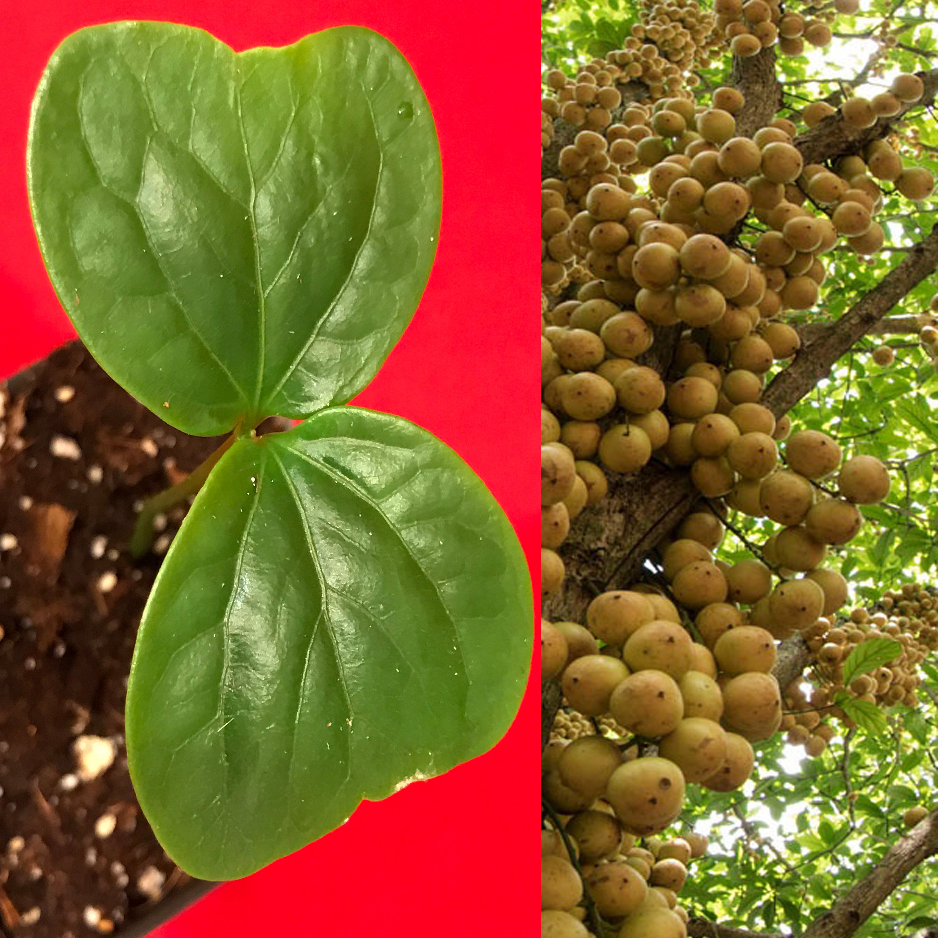 Burmese Grape Baccaurea Ramiflora Mafai Latkon Tropical Fruit