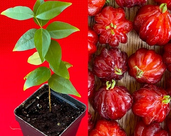 BEST Pitanga Eugenia Uniflora Surinam Cherry Plant Dark Red Fruit Tree Potted