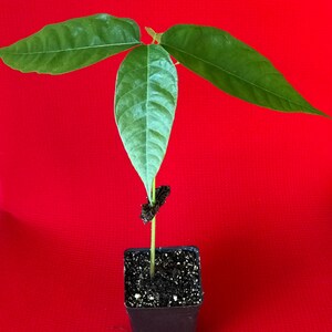 May include: A small cacao tree seedling with three green leaves growing in a black plastic pot filled with dark brown soil against a red background.