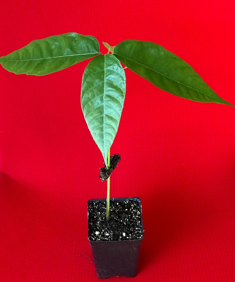 May include: A small cacao tree seedling with three green leaves growing in a black plastic pot filled with dark brown soil against a red background.
