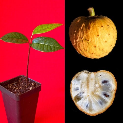 Annona Salzmannii Beach Sugar Apple Potted PLANT Tropical Tree EXTREMELY RARE!