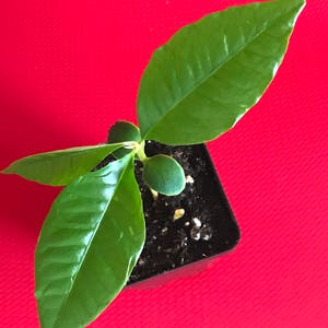 Caimito GREEN Star Apple Chrysophyllum cainito Seedling Plant Potted Fruit Tree image 2