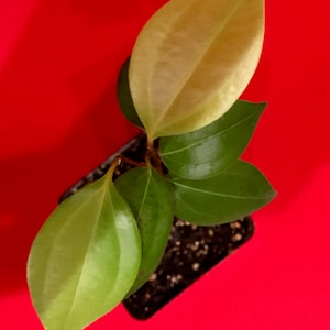Puede incluir: Una peque&ntilde;a planta verde con algunas hojas, una de las cuales est&aacute; amarillenta, creciendo en una maceta negra sobre un fondo rojo.