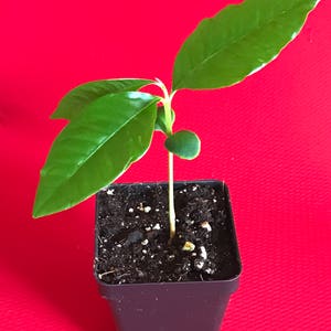 Caimito GREEN Star Apple Chrysophyllum cainito Seedling Plant Potted Fruit Tree image 5