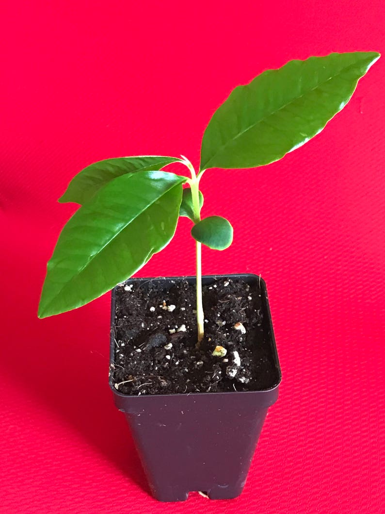 Caimito GREEN Star Apple Chrysophyllum cainito Seedling Plant Potted Fruit Tree image 5