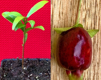Cherry of the Rio Grande Eugenia Involucrata aggregata Tropical Fruit Tree Potted Plant