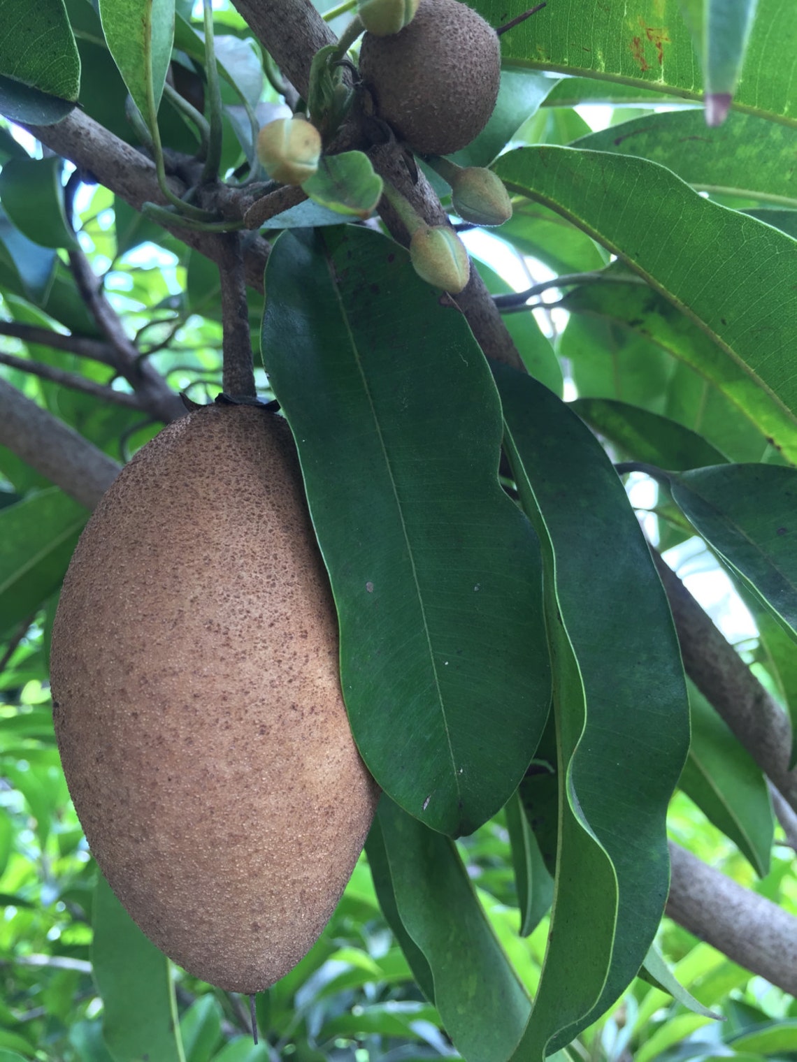 Sapodilla Manilkara Zapota Chiku Makok Tropical Tree Starter - Etsy