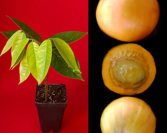 Plinia Edulis Cambuca Fruit Tree Seedling – Live Potted Starter Plant RARE!