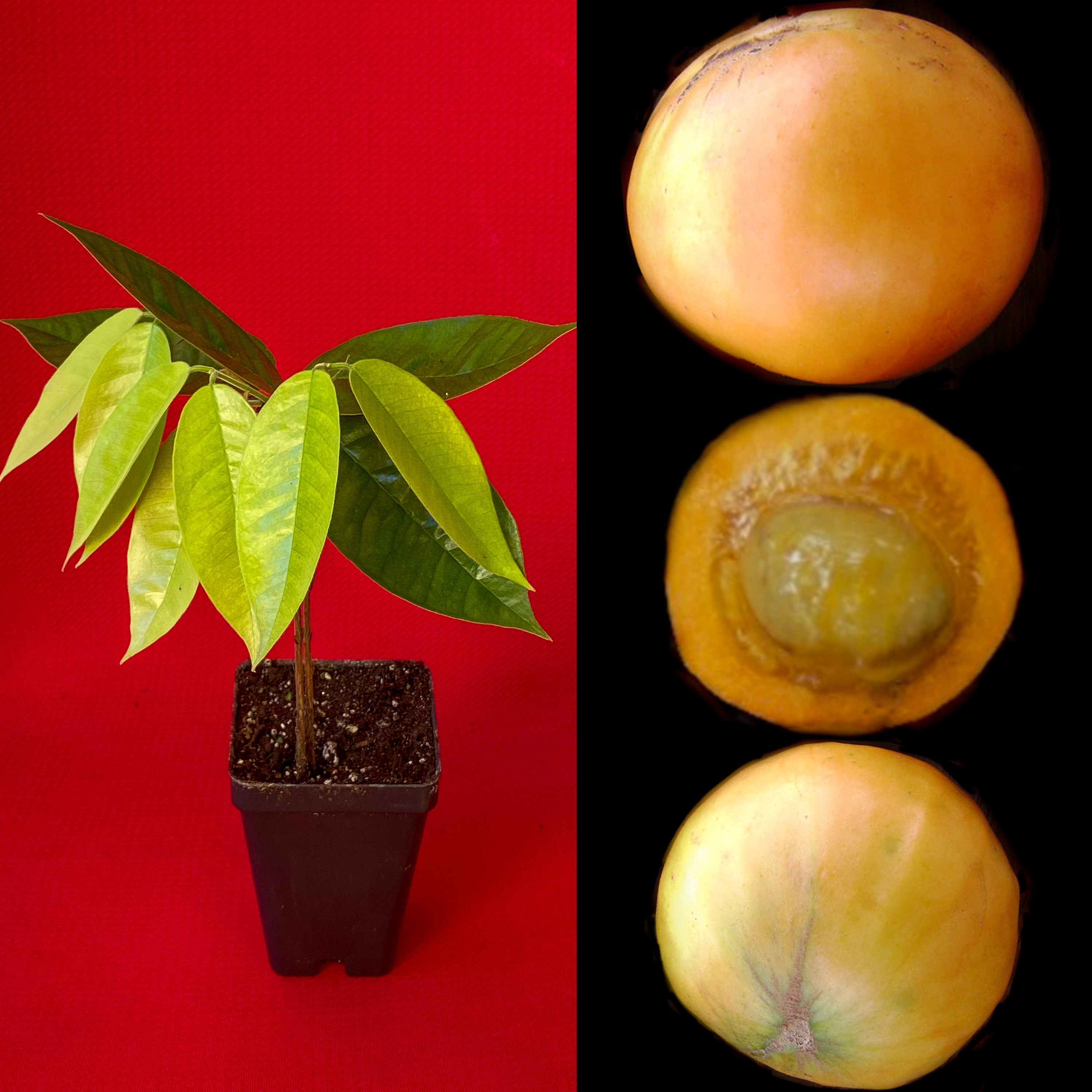 Plinia Edulis Cambuca Seedling Potted Fruit Tree Plant RARE! - Etsy