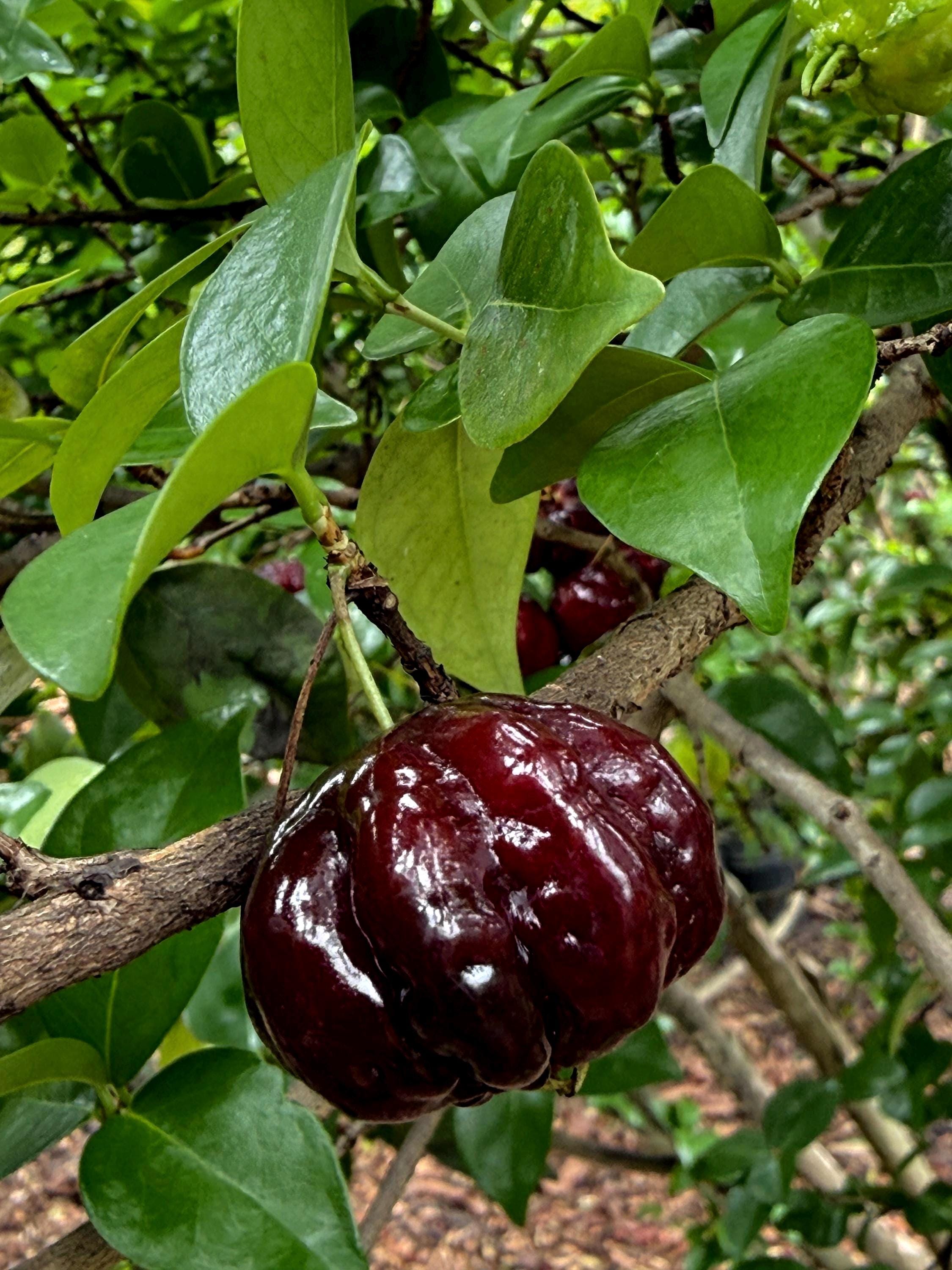 Surinam Cherry Black Eugenia Uniflora Pitanga PLANT Fruit Tree