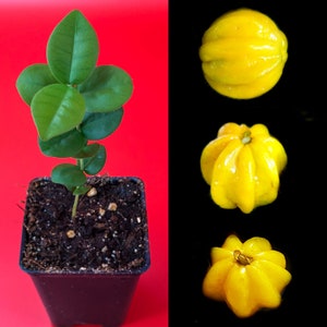 May include: A potted plant with vibrant green leaves and a bright red background. Next to it, three yellow, uniquely shaped citrus fruits are displayed against a black background. The fruits have a textured appearance.