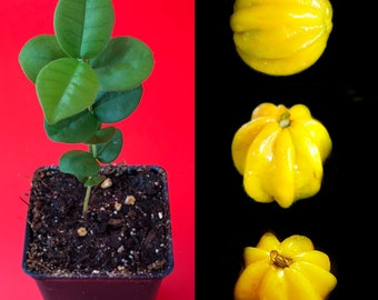 Pitangatuba Star Cherry Eugenia Selloi neonitida  Fruit Tree Seedling Plant