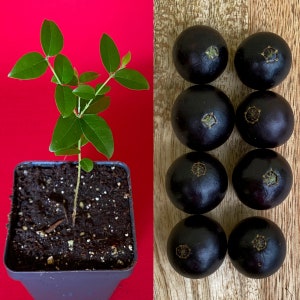 Jaboticaba Plinia Coronata  Jabuticaba Fruit Tree tropical Plant VERY RARE!