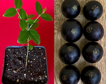 Jaboticaba Plinia Coronata  Jabuticaba Fruit Tree tropical Plant VERY RARE!
