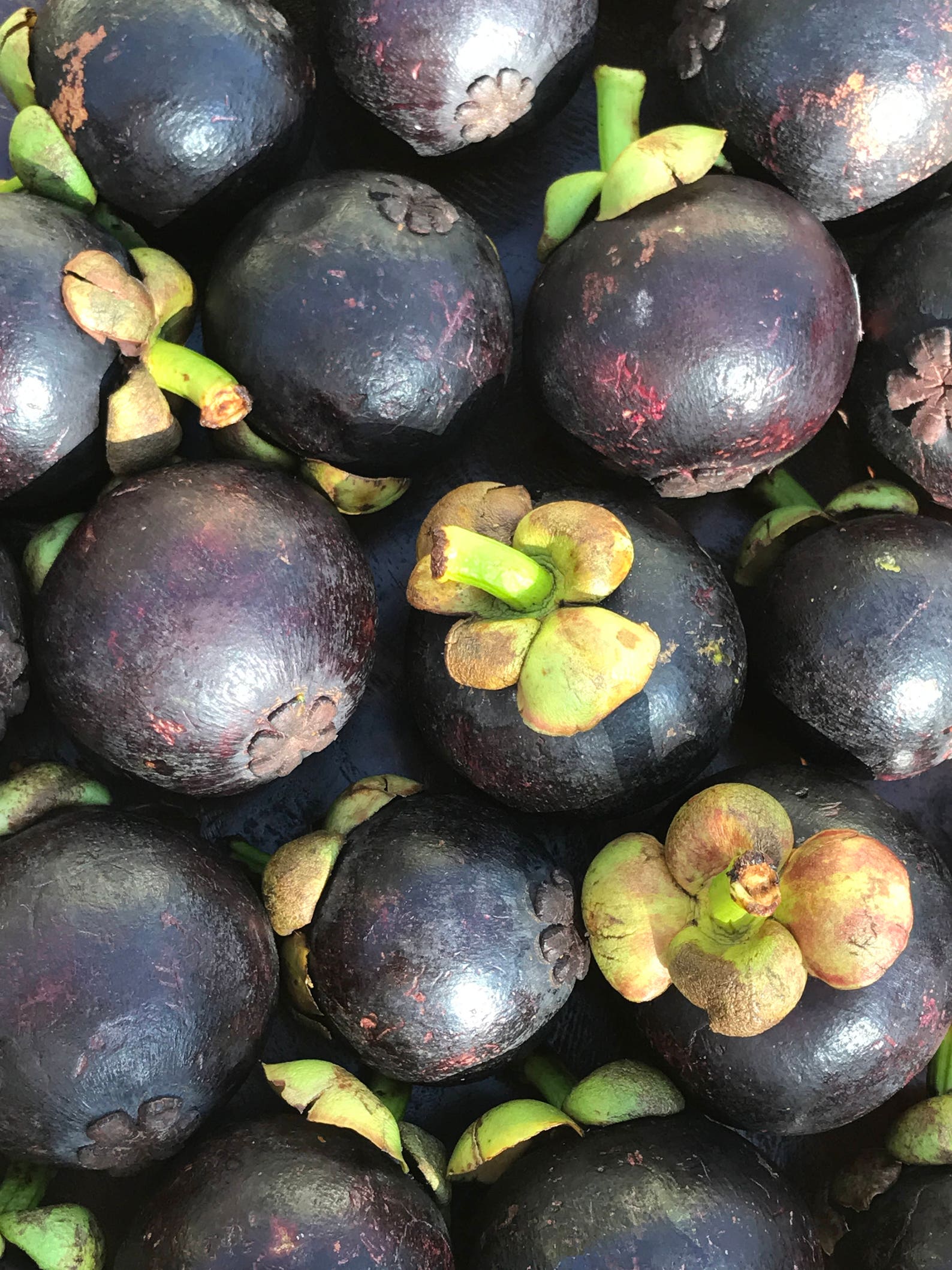 Purple Mangosteen Garcinia Mangostana Florida Tropical King Etsy