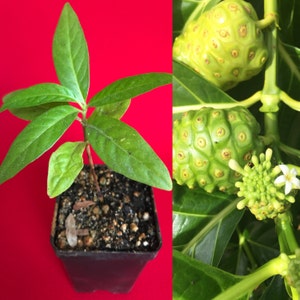 NONI Indian Beach Mulberry Great Morinda Citrifolia Cheese Fruit Starter Seedling Plant