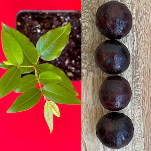 May include: A vibrant image showcasing a young plant with bright green leaves and a cluster of four dark purple, round fruits. The plant is in a black pot with soil, set against a red background. The fruits are arranged on a wooden surface.