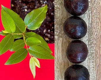 Jaboticaba Plinia Phitrantha Otto Andersen Branca Vinho Jabuticaba Árbol frutal Planta tropical ¡MUY RARO!