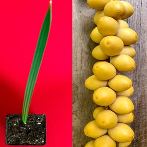 Date Palm Phoenix Dactylifera Dates Fruit Tree Seedling Starter Plant