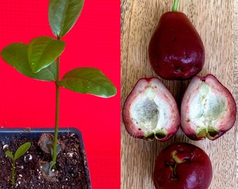 Purple Malay Apple Syzygium malaccense Fruit Tree Starter Potted Plant Very RARE