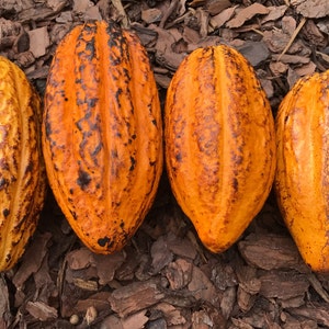 Yellow Pod Theobroma Cacao Cocoa Chocolate Tropical Fruit Tree Starter Potted Plant Seedling image 3