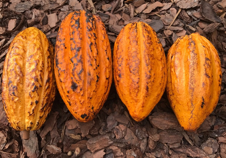 Yellow Pod Theobroma Cacao Cocoa Chocolate Tropical Fruit Tree Starter Potted Plant Seedling image 3