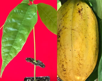Yellow Pod Theobroma Cacao Cocoa Chocolate Tropical Fruit Tree Starter Potted Plant Seedling