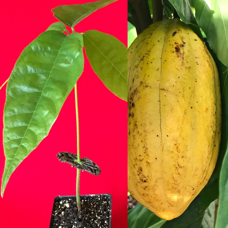 Yellow Pod Theobroma Cacao Cocoa Chocolate Tropical Fruit Tree Starter Potted Plant Seedling image 1