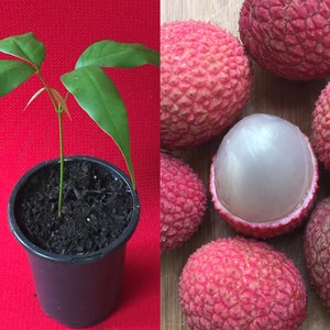 Lychee Tropical Fruit Tree Litchi Chinensis Brewster Seedling Potted Starter Plant