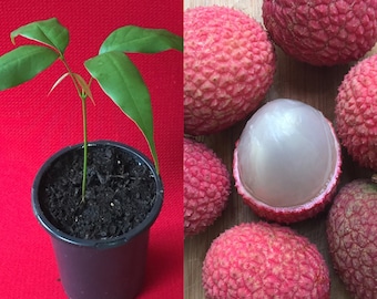Lychee Tropical Fruit Tree Litchi Chinensis Brewster Seedling Potted Starter Plant