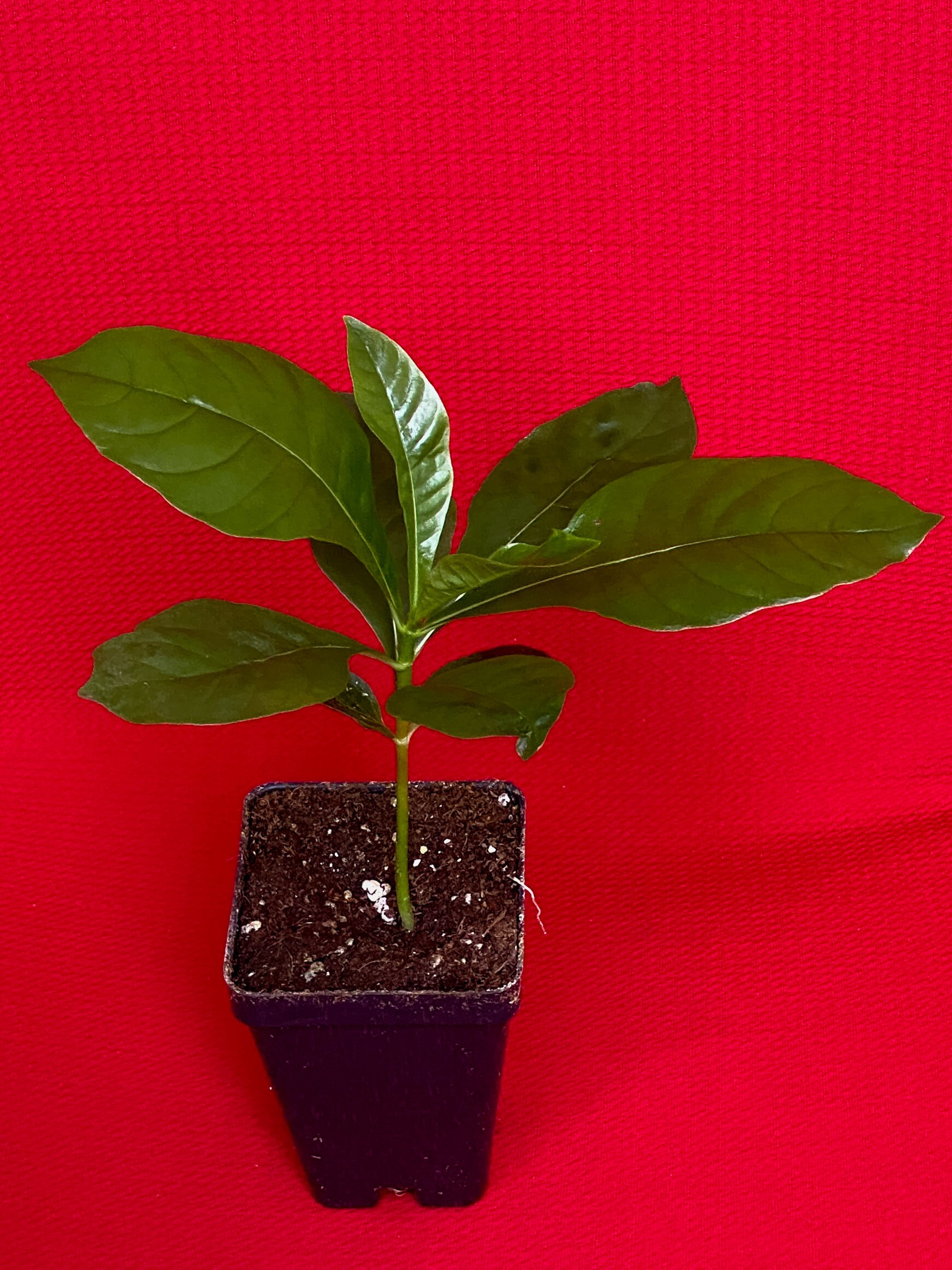 Genipa Americana Jagua Genipap Jenipapo Plant Fruit That Turn Etsy UK