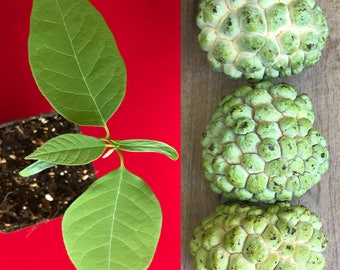 Green Sugar Apple Sweetsop Annona Squamosa Potted PLANT Tropical Tree