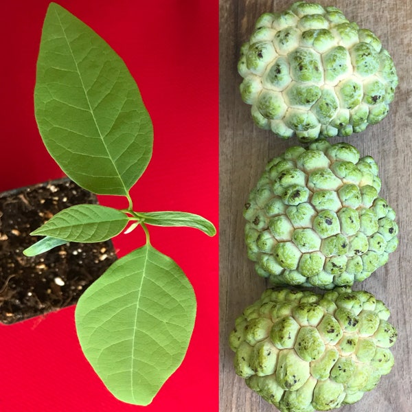 Green Sugar Apple Sweetsop Annona Squamosa Potted PLANT Tropical Tree