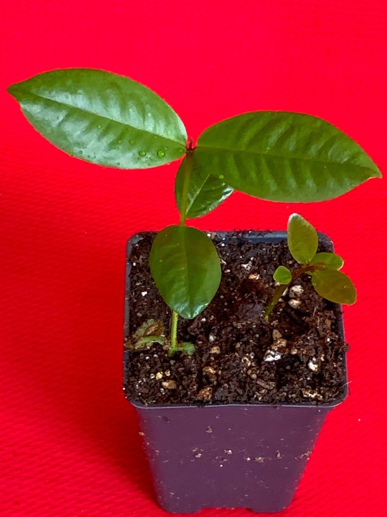 Purple Malay Apple Syzygium Malaccense Fruit Tree Starter - Etsy