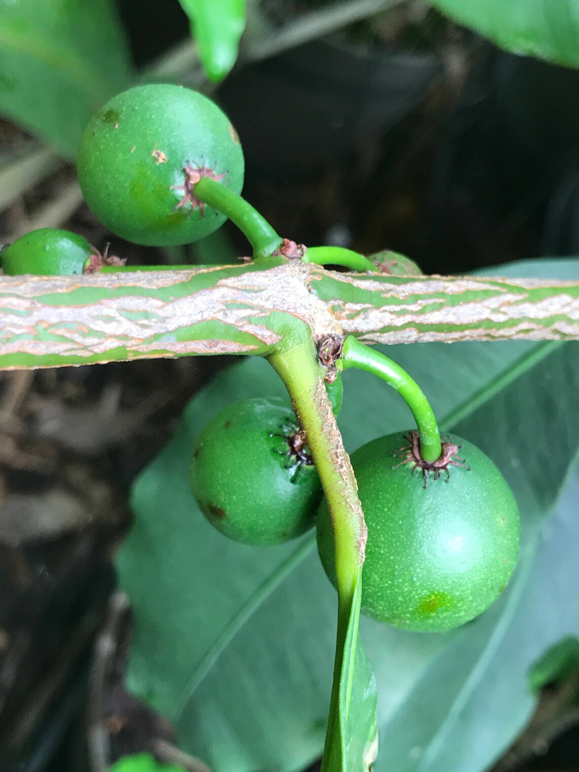 Lemon Drop Mangosteen Garcinia Intermedia Yellow Tropical Etsy