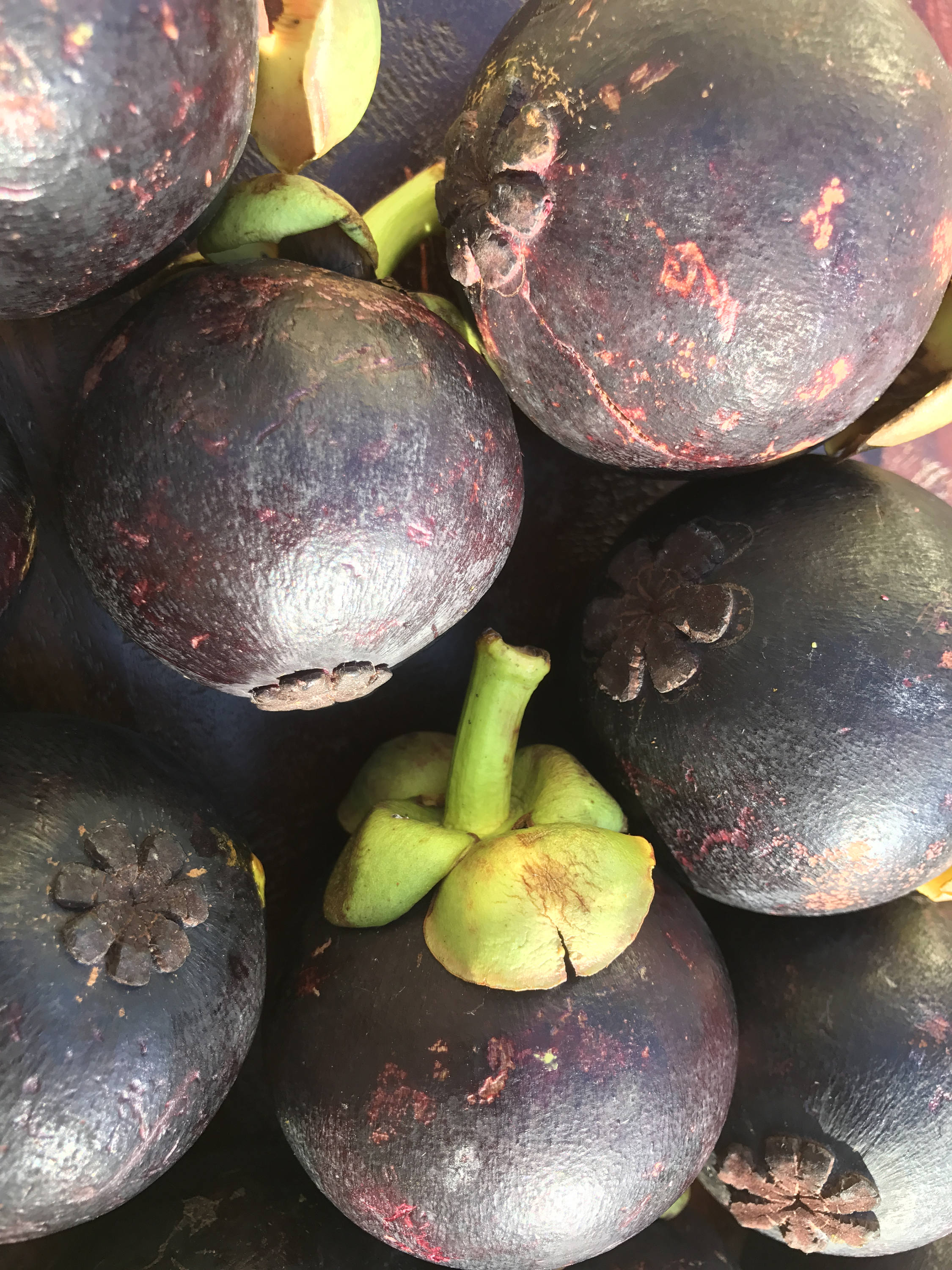 Purple Mangosteen Garcinia Mangostana Florida Tropical King Etsy