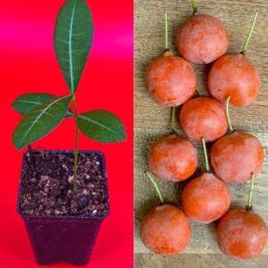 May include: A small green plant with dark green leaves growing in a black pot. The plant is on a red background. On the right side of the image, there are nine orange fruits on a wooden surface.